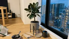 ゴムの木（フィカス・エラスティカ）が枯れにくくなる「3つの見直し」：置き場所・土・水やりの基本