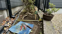 庭木の越境:スペイン民法の植栽距離ルールとトラブルを大きくしない対処の勘所